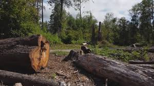 Best Emergency Tree Removal  in Treasure Island, FL