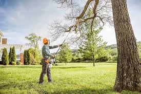 Best Tree Trimming and Pruning  in Treasure Island, FL