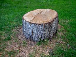 Best Tree Cabling and Bracing  in Treasure Island, FL