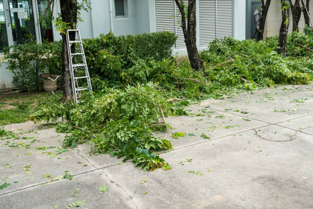  Treasure Island, FL Tree Removal Pros