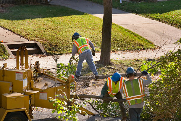 Best Tree Risk Assessment  in Treasure Island, FL