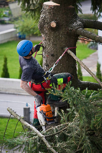 Best Firewood Processing and Delivery  in Treasure Island, FL
